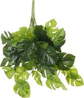 Mica Monstera hangend groen