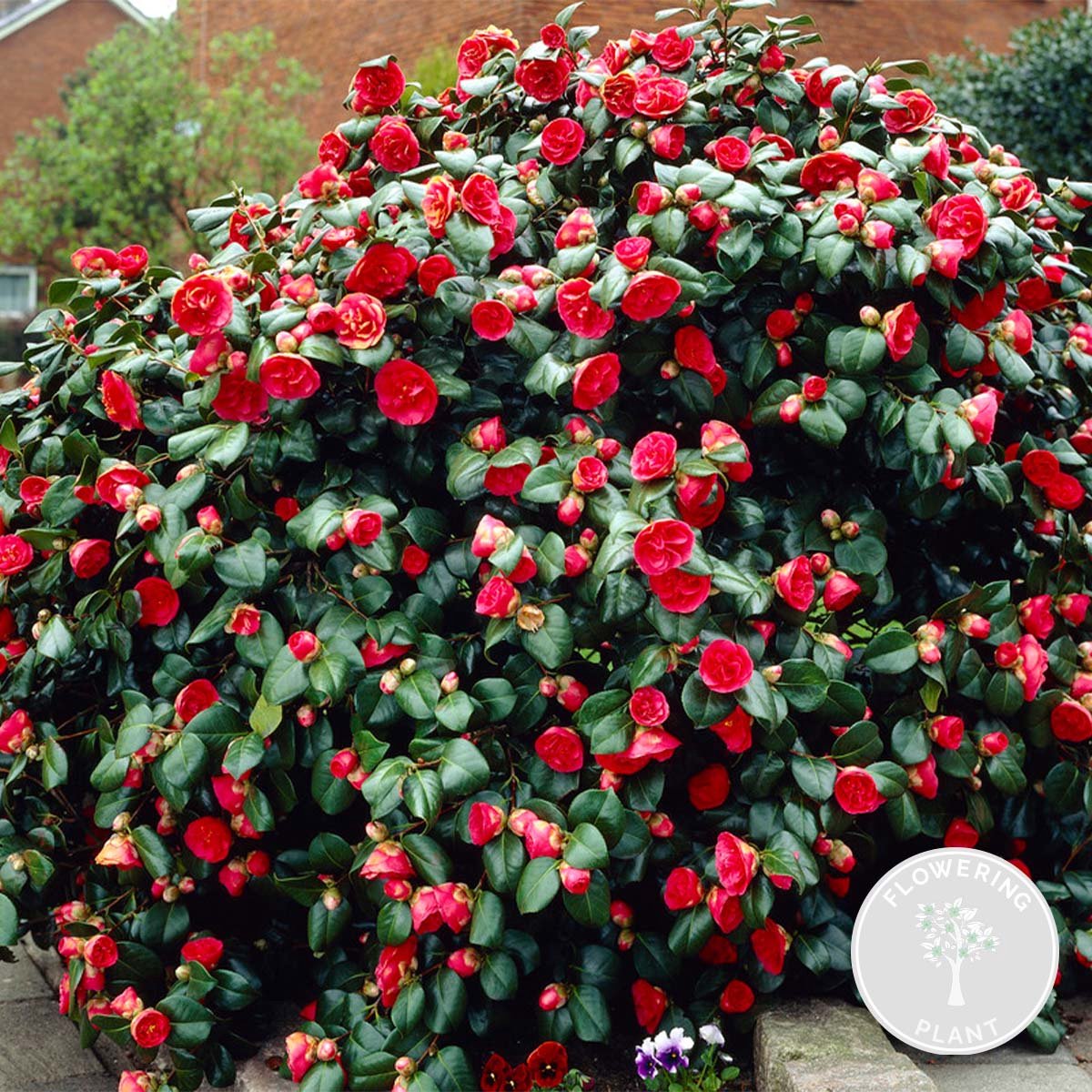 Camellia japonica 'Black Lace' Japanse roos Heester Groenblijvend