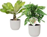 Combi Monstera ‘Monkey Leaf’ en Brighamia 'Hawaii Palm’ in ELHO Vibes Fold Round (zijdewit) ↨ 35cm - 2 stuks - hoge kwaliteit planten