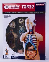Anatomie Torso bovenlichaam 4D master modelbouw