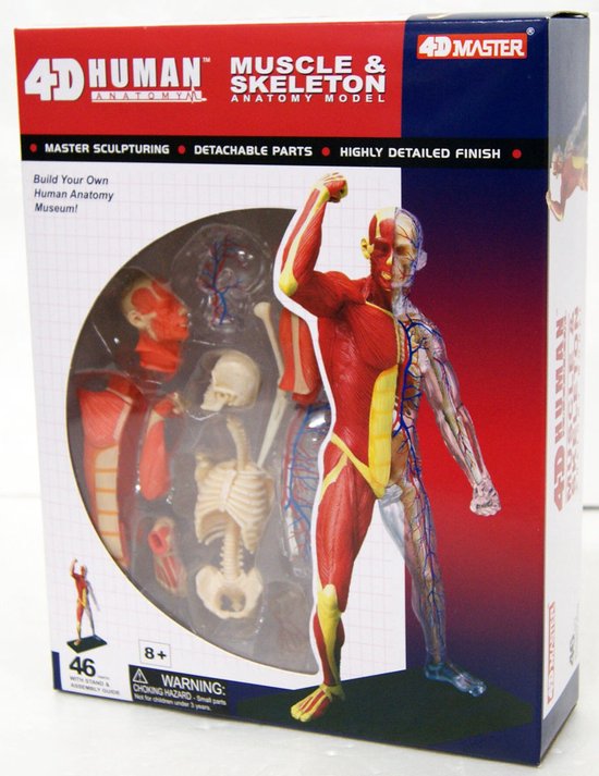Thumbnail van een extra afbeelding van het spel 4D Anatomie Skelet en spieren bouwmodel puzzel
