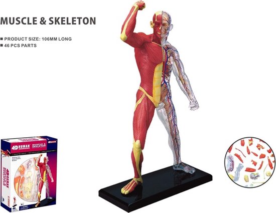 Afbeelding van het spel 4D Anatomie Skelet en spieren bouwmodel puzzel