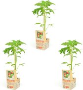 Dubbel geënte vleestomaat - 3 tomatenplanten - zéér hoge opbrengst