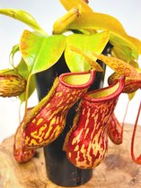 Bekerplant (Nepenthes) 'Gaya' | Grote vleesetende plant |  potmaat ⌀ 12,5cm - hoogte 25cm | Prachtige plant om te zien