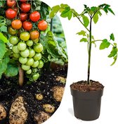 Plant in a Box - TomTato - Tomaat en Aardappel in één - Unieke Groenteplant - Pot 10.5cm - Hoogte 25-40cm