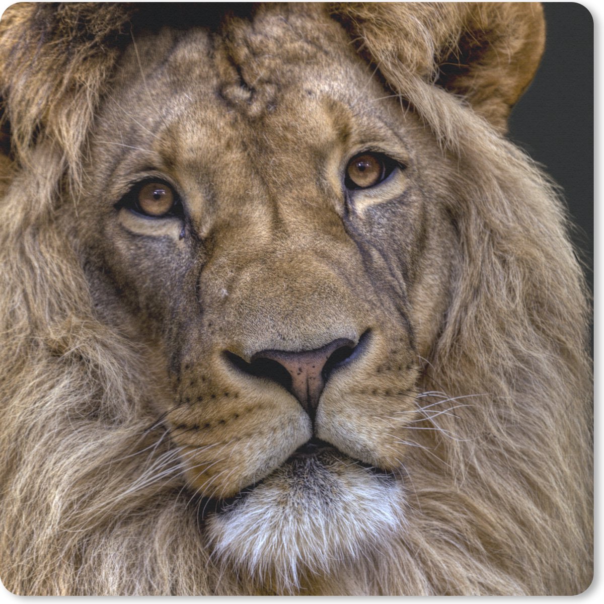 Muismat 20x20 cm - Mousepad Leeuw - Portret - Donker - Muismatten