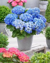Garden Select - Set van 3 Hortensia's Blauw - Winterhard - Pot ⌀10.5cm - Hoogte ↕ 20-30cm
