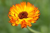 calendula officinalis Indian Prince