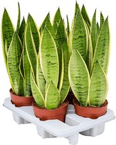 Bomen van Botanicly – 4 × Vrouwentongen – Hoogte: 40 cm – Sansevieria