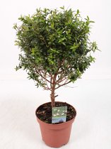 Bomen van Botanicly – 2 × Myrtus communis – Hoogte: 25 cm