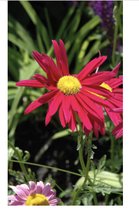 6 x Tanacetum (c) 'Robinson's Red' - Margriet, Wormkruid, Chrysant in pot 9 x 9 cm