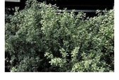 6 x Thymus citr. 'Silver Queen' - Citroentijm, Zilvergroene citroentijm in pot 9 x 9 cm
