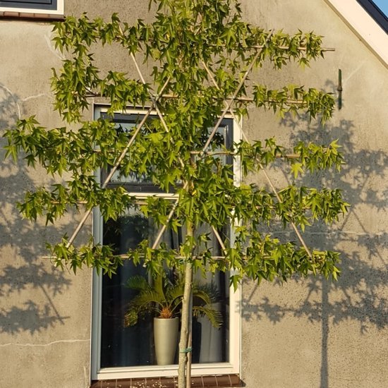 Foto: Lei amberboom liquidambar styr worplesdon omtrek 6 10 cm hoogte 300 cm