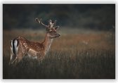 Damhert in de Natuur op Aluminium - Foto op Dibond - Aluminium Schilderij - Foto in Natuur - 60x40 cm