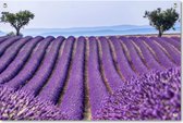 Tuinposter Lavendelveld | 60 x 90 cm | Wanddecoratie Buiten | Tuin Schilderij