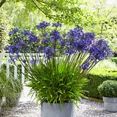 Agapanthus africanus "Charlotte" - Afrikaanse Lelie - Winterhard - ↑ 25-35 cm - Pot-Ø 13 cm