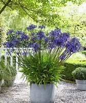 Garden Select - Agapanthus Blauw - 3 Planten - Potplant - Tuinplant - Vaste Plant - Afrikaanse Lelie - Kaapse Lelie - Max. 90 cm hoog