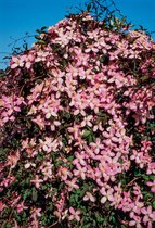 Clematis 'Fragrant Spring' 70- 80cm - 2 stuks - lichtroze bloemen  - klimplant - in pot