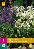 Agapanthus Blauw / Wit - 3 Planten - Tuinplant - Potplant - Gemengd - Vaste Plant - Afrikaanse Lelie - Kaapse Lelie - Max. 90 cm. Hoog - Garden Select