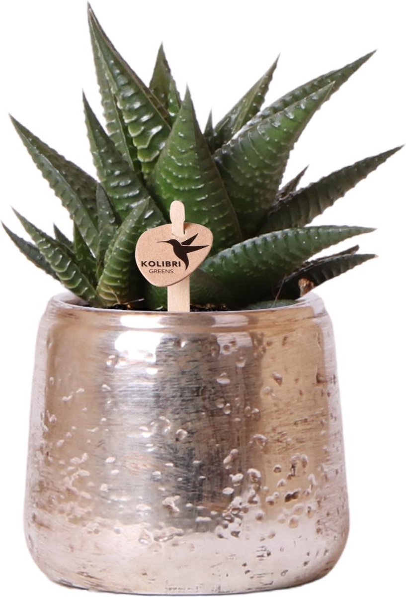 Kolibri Greens | Groene plant - Succulent Haworthia Limifolia in Luxury pot zilver - potmaat Ø9cm - groene kamerplant - vers van de kweker