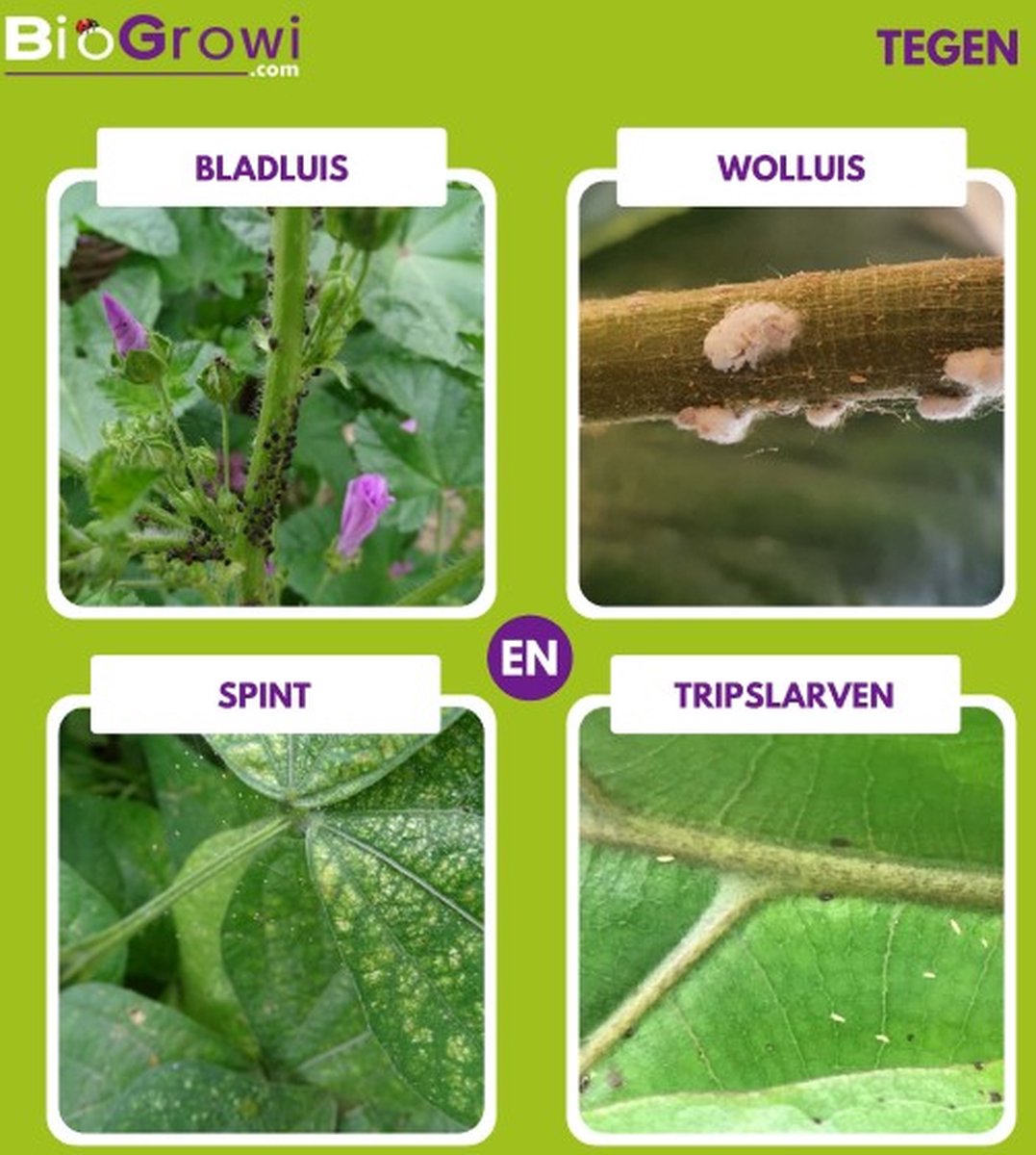 Biogrowi Chrysop - Spint trips bladluis en wolluis bestrijden kamerplanten  - 20... | bol