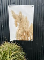Tuinposter Pampas