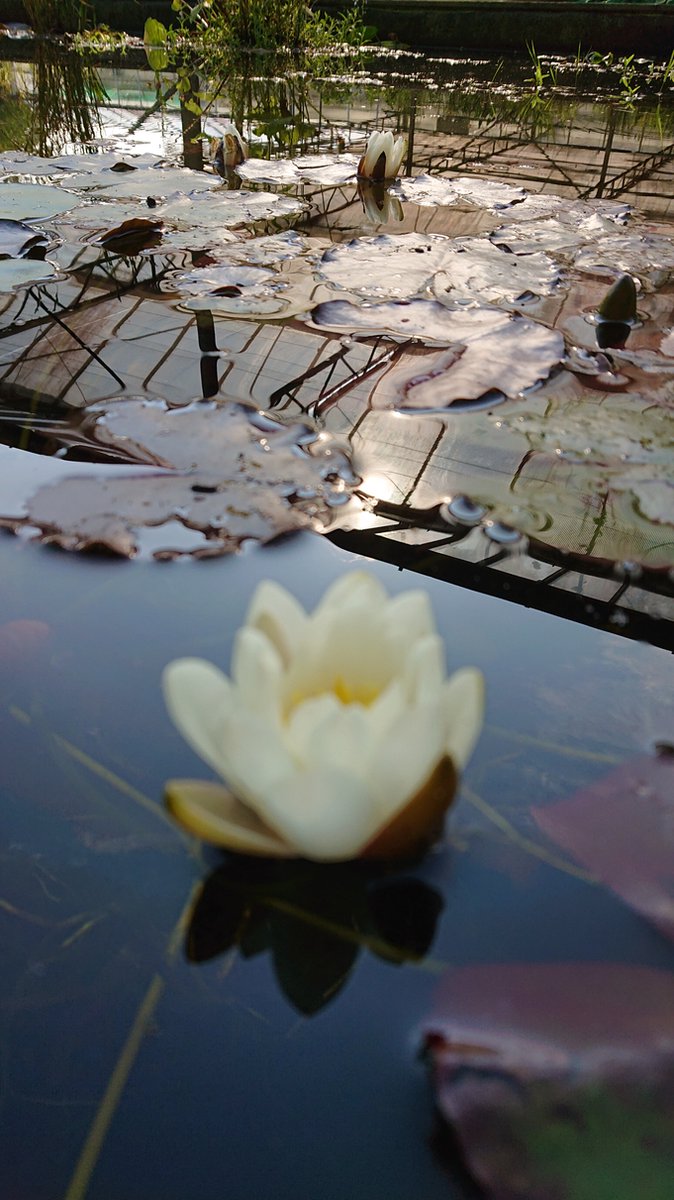 Waterlelie Nymphaea Pygmaea Alba (Witte dwerg waterlelie) - Vijverplant- Vijverklaar opgeplant in een mand van 19 x 19 cm - Lang bloeiende, kleinbloemige, witte dwerg- waterlelie - Vijverplanten Webshop