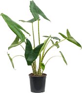 Kamerplant van Botanicly – Olifantsoor – Hoogte: 75 cm – Alocasia Zebrina