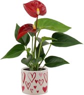 Bloem van Botanicly – Flamingoplant – Hoogte: 15 cm – Anthurium