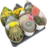 Cactussen van Botanicly – 3 × Cactus mix – Hoogte: 15 cm