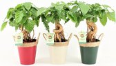 Kamerplanten van Botanicly – 3 × China Doll plant – Hoogte: 25 cm – Radermachera sinica