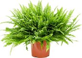 Plantenwinkel Krulvaren Nephrolepis Exaltata Green Lady M 60 cm kamerplant