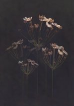 Luxe Wanddecoratie - Fotokunst 'Wild Flower' - Hoogste kwaliteit 3mm. Plexiglas met 3mm. Dibond - Blind Aluminium Ophangsysteem - Akoestisch en UV Werend - inclusief verzending