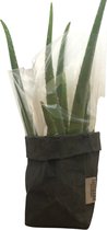 de Zaktus - Aloë Vera - cactus - UASHMAMA® paperbag donker grijs - Maat L