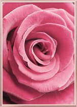 Poster Met Metaal Rose Lijst - Roze Roos Poster