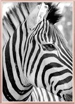 Poster Met Metaal Rose Lijst - Zebra Poster