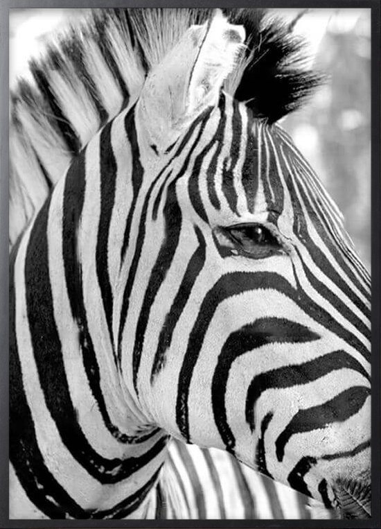 Affiche avec cadre noir - Zebra Poster