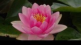Waterlelie Nymphaea Madame Wilfron Gonnere (roze waterlelie) - Vijverplant- Vijverklaar opgeplant in een mand van 19 x 19 cm - Lang bloeiende, middelgrote, roze waterlelie - Vijverplanten Webshop