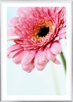 Poster Met Metaal Zilveren Lijst - Daisy Gerbera Flower Poster