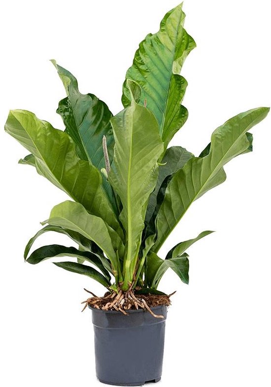 Anthurium elipticum 'Jungle bush' en Feliz main image 0