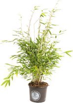 Bamboe Fargesia Plant - Bamboe Medium Niet woekerend x2 - 2x Bamboe M Niet woekerend (Fargesia) - Geschikt voor strenge winter - 40-60 cm inclusief pot gemeten