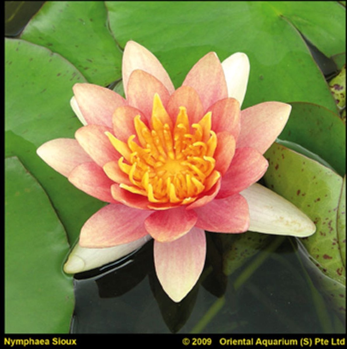 Moerings Nymphaea Aurora | Waterlelie | In 11CM pot