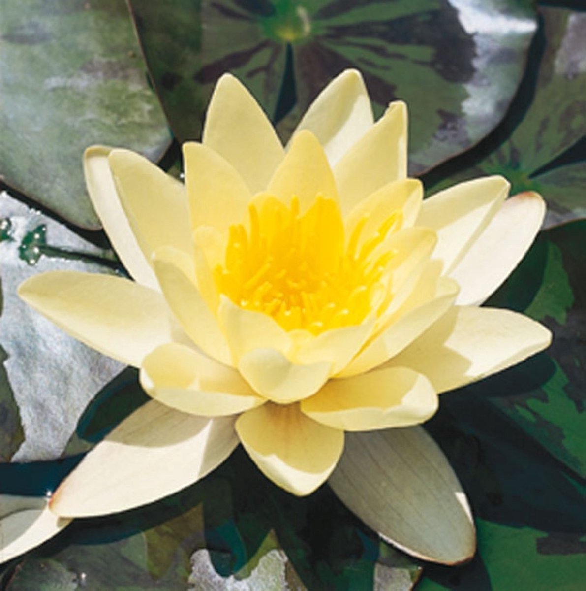 Moerings Nymphaea Marliacea Albida | Waterlelie | In 11CM pot