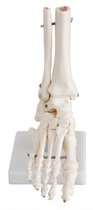 Anatomisch model van de Voet, ware grootte - anatomie model - voetskelet