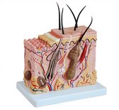 Anatomisch model van de Huid, 70 maal vergroot, Anatomie model Dermatologie