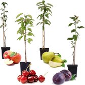 Plant in a Box - Mix van 4 pilaar fruitboompjes - Kers, pruim, peer en appel - Pot ⌀9cm - Hoogte ↕60cm -  Winterharde fruitbomen - Pilaarvorm - Kolom fruitbomen
