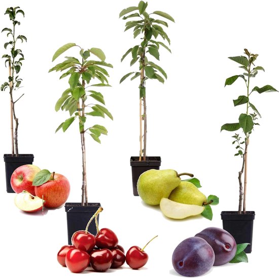 zwaarlijvigheid cafe kloon Plant in a Box - Mix van 4 zuilvormige fruitbomen - Prunus - Pyrus - Malus  - Pot 9cm -... | bol.com