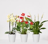 Kamerplanten set met 3 planten – luchtzuiverende kamerplant – meerjarige plant – anthurium rood – phalaenopsis multiflora wit - spathiphyllum – bloeiende planten set 3 stuks - ↕35-