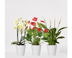 Kamerplanten set met 3 planten – luchtzuiverende kamerplant – meerjarige plant – anthurium rood – phalaenopsis multiflora wit - spathiphyllum – bloeiende planten set 3 stuks - ↕35-55cm - Ø12 – vers uit de kwekerij