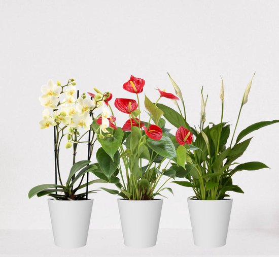 Anthurium rood kopen